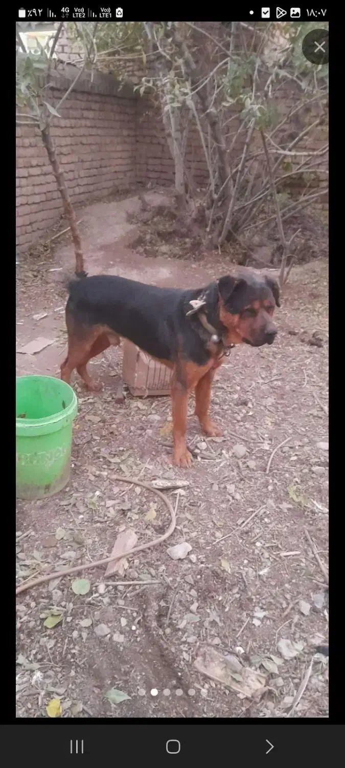 سگ گم شده|حیوانات|نهاوند, |دیوار