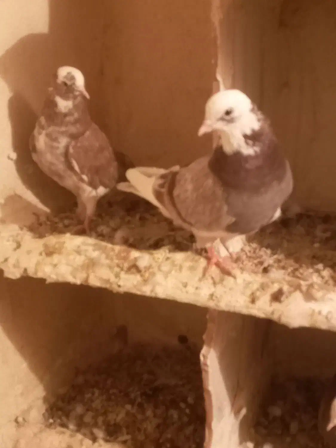 هفترنگ|پرنده|هامون, |دیوار