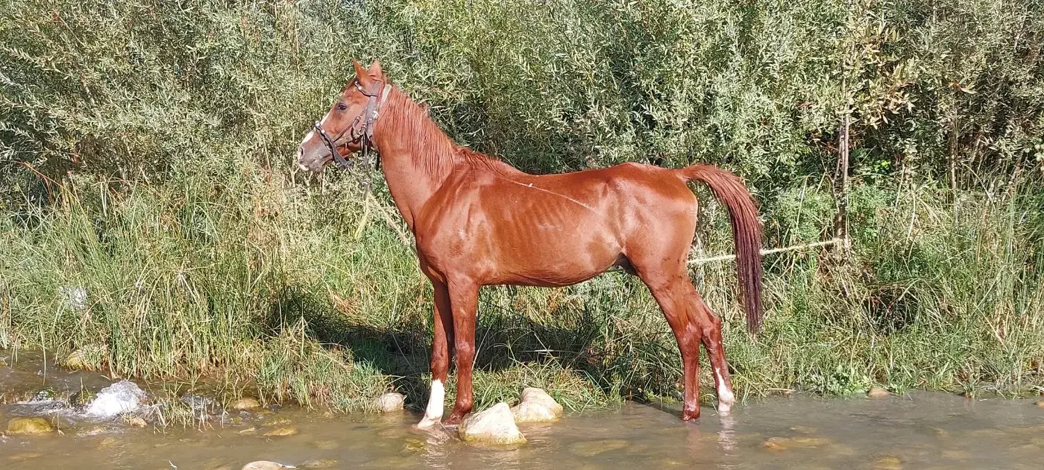 اسب نر دوسر عرب|حیوانات مزرعه|شیراز, شهرک فرهنگیان|دیوار