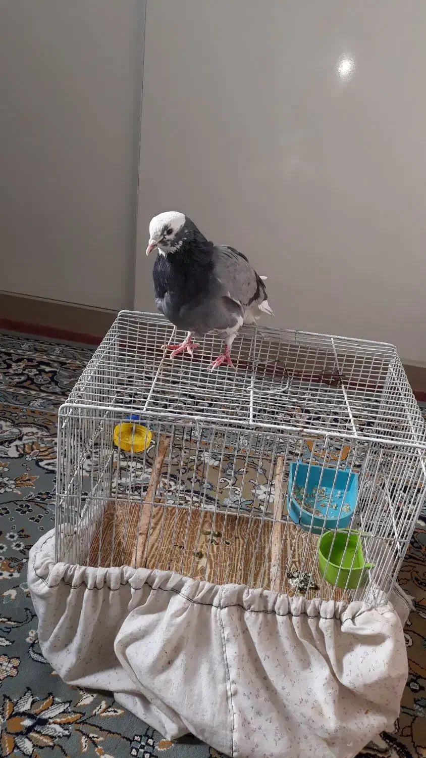 یک کبوتردارم با مرغ عشق یا دوتا قفس معاوضه میکنم|پرنده|قرچک, زیبا شهر|دیوار