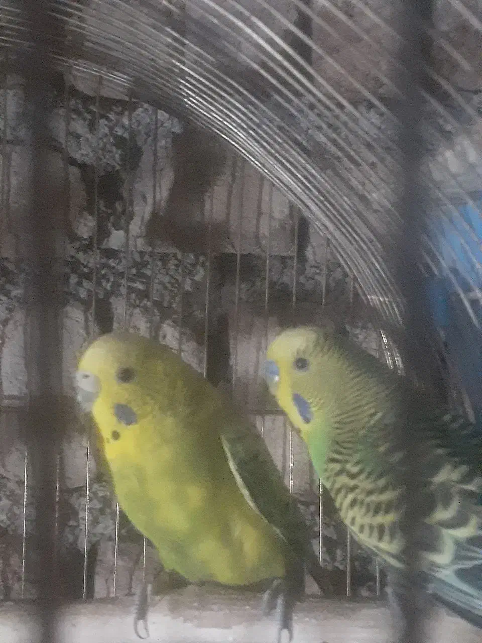 یک جفت مرغ عشق مولد و یک عدد جوجشون|پرنده|کبودرآهنگ, |دیوار