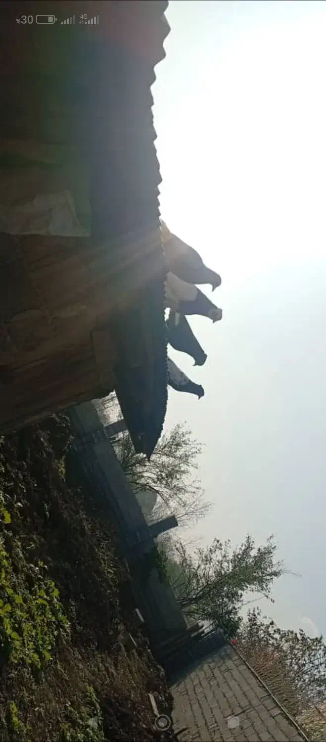 کبوتر اصل لارستان|پرنده|سنگر, |دیوار