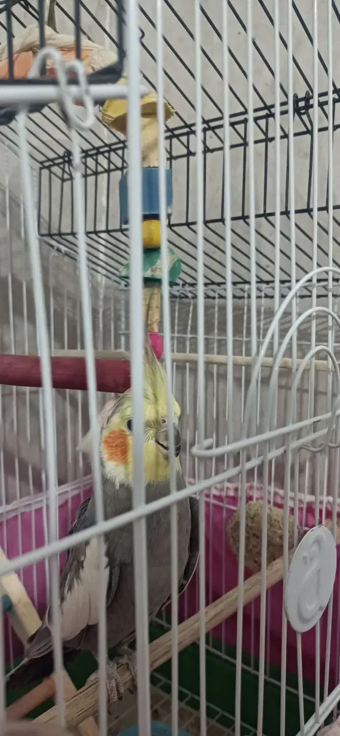 عروس هلندی نر|پرنده|پاکدشت, خاتون آباد|دیوار