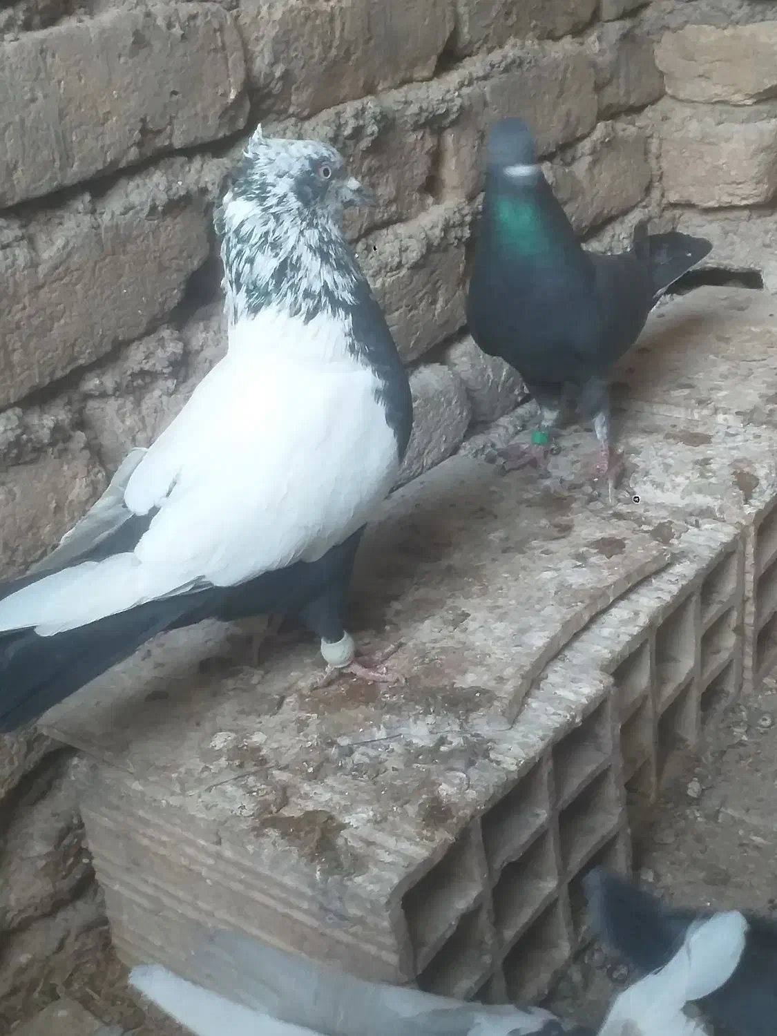 کبوتر خوب|پرنده|بشاریات, |دیوار