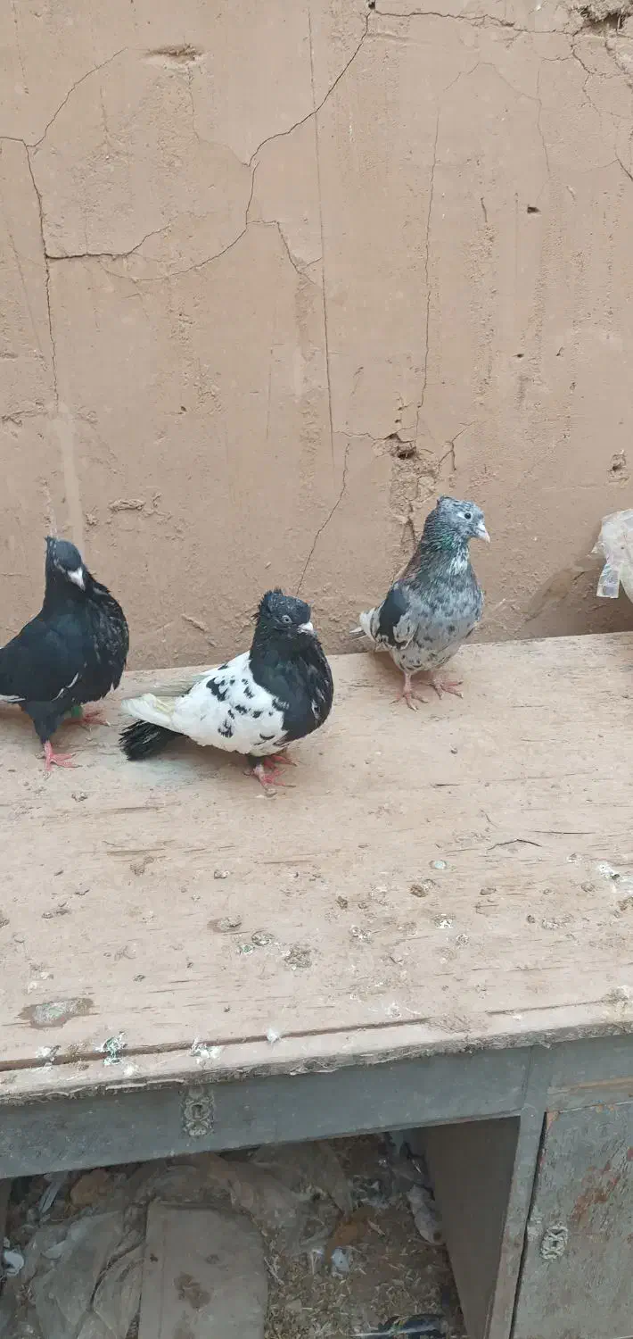 کبوترفروشی|پرنده|آوج, |دیوار