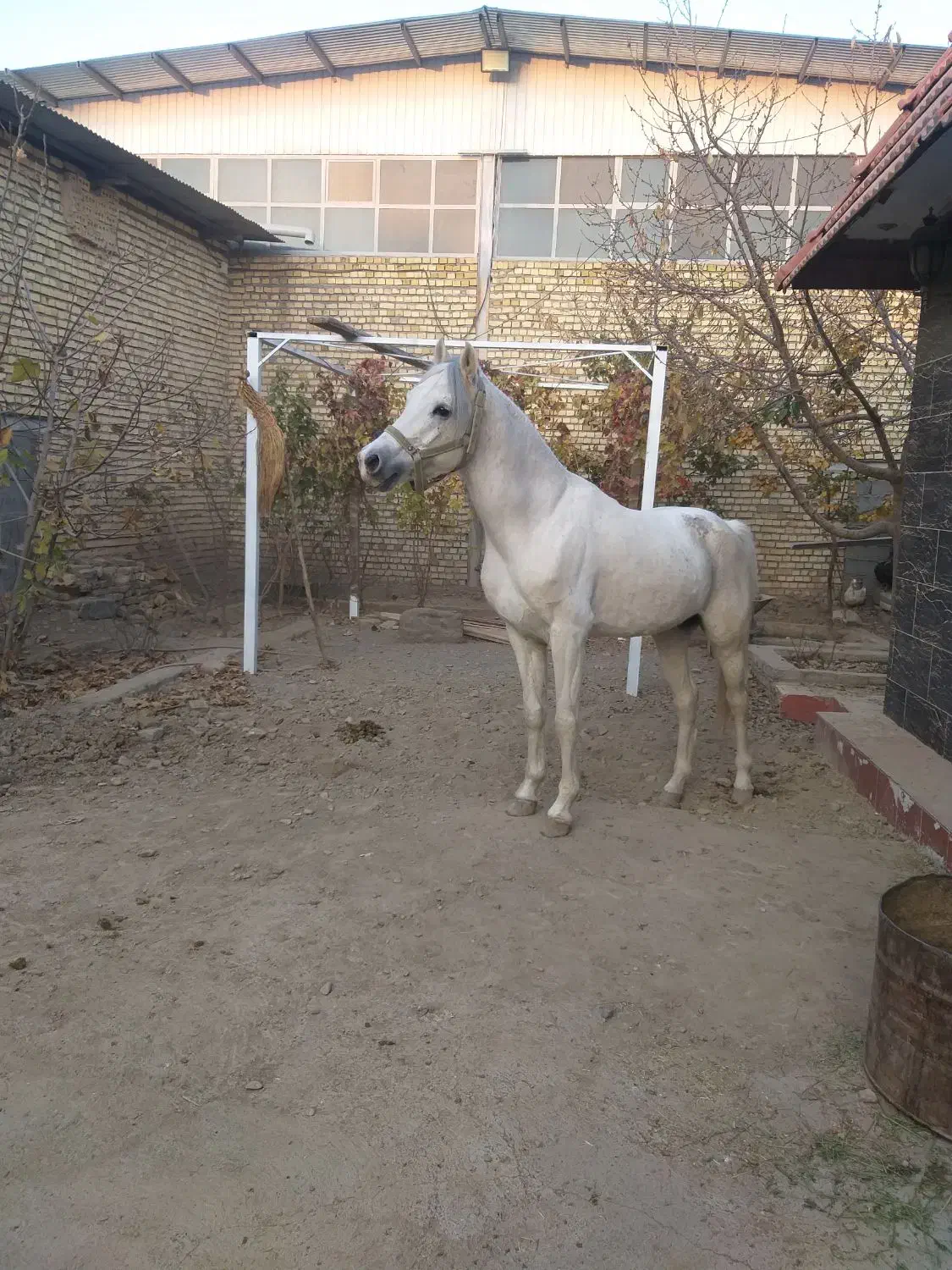 اسب عرب|اسب و تجهیزات اسبسواری|مشهد, الهیه|دیوار