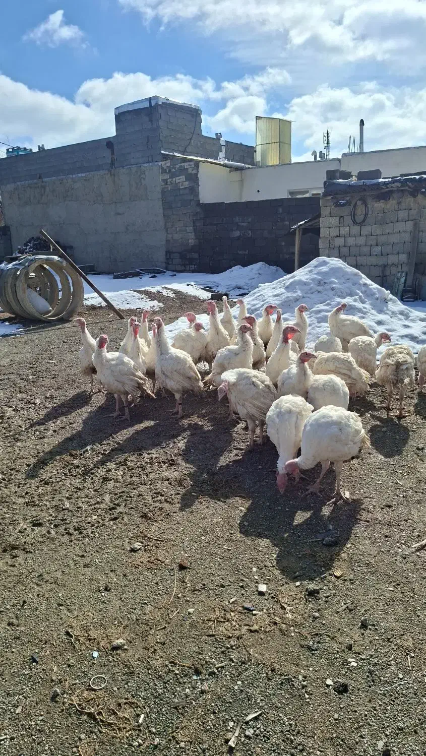 بوقلمون سفید|حیوانات مزرعه|سقز, |دیوار