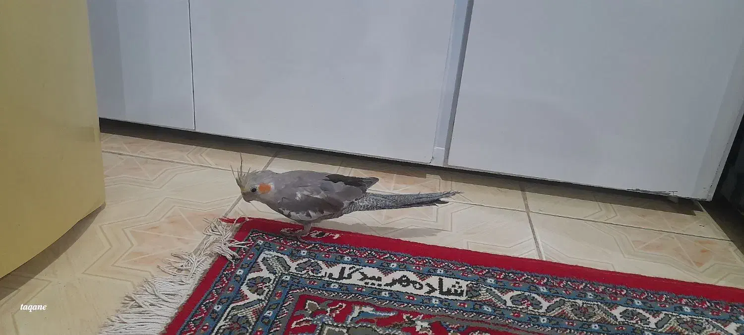 پرنده|پرنده|مریوان, |دیوار