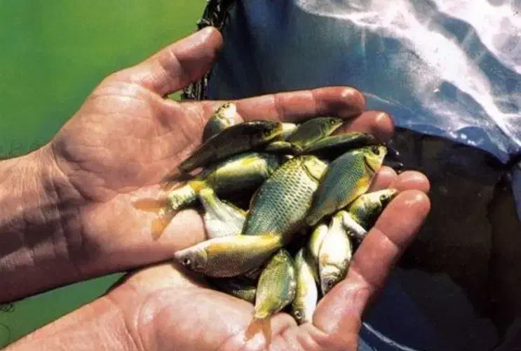 توزیع ماهی کپور آمور پرورش اصفهان|ماهی|اصفهان, ملاصدرا|دیوار