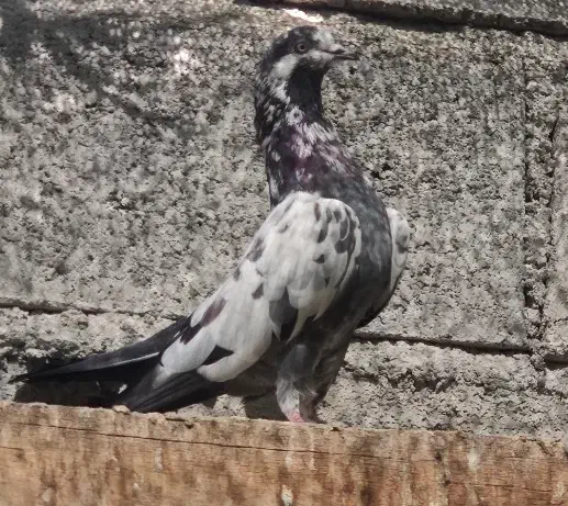 چینا|پرنده|میناب, |دیوار