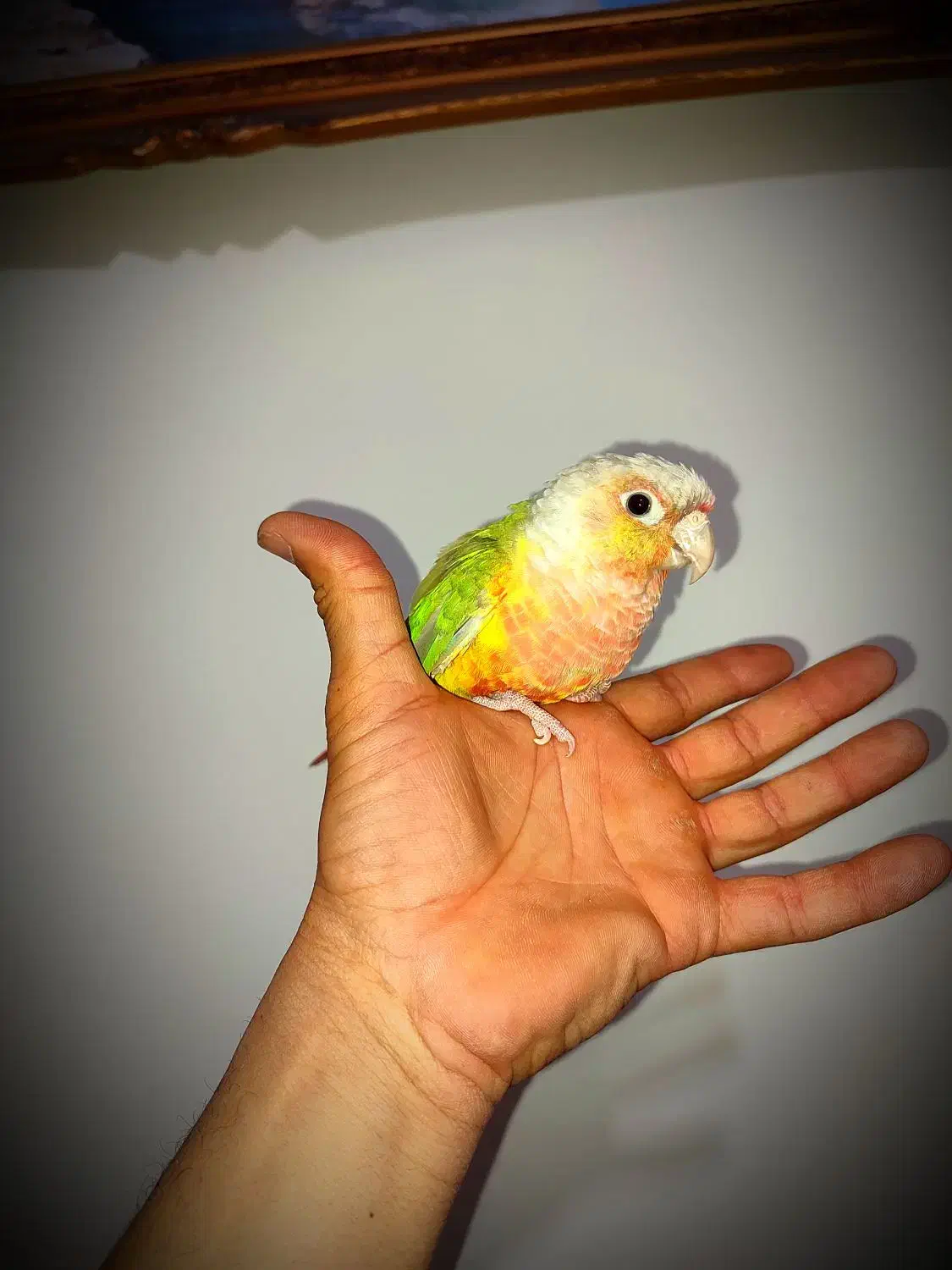 گرینچیک اهلی نر|پرنده|بوشهر, |دیوار