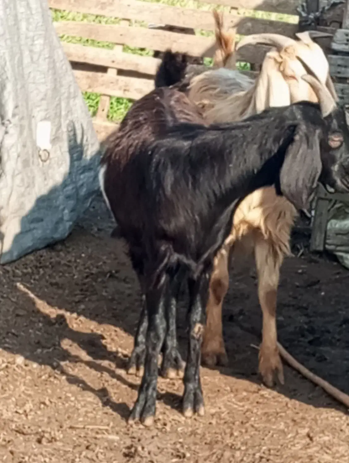 سه راس بزقاله|حیوانات مزرعه|گنبد کاووس, |دیوار