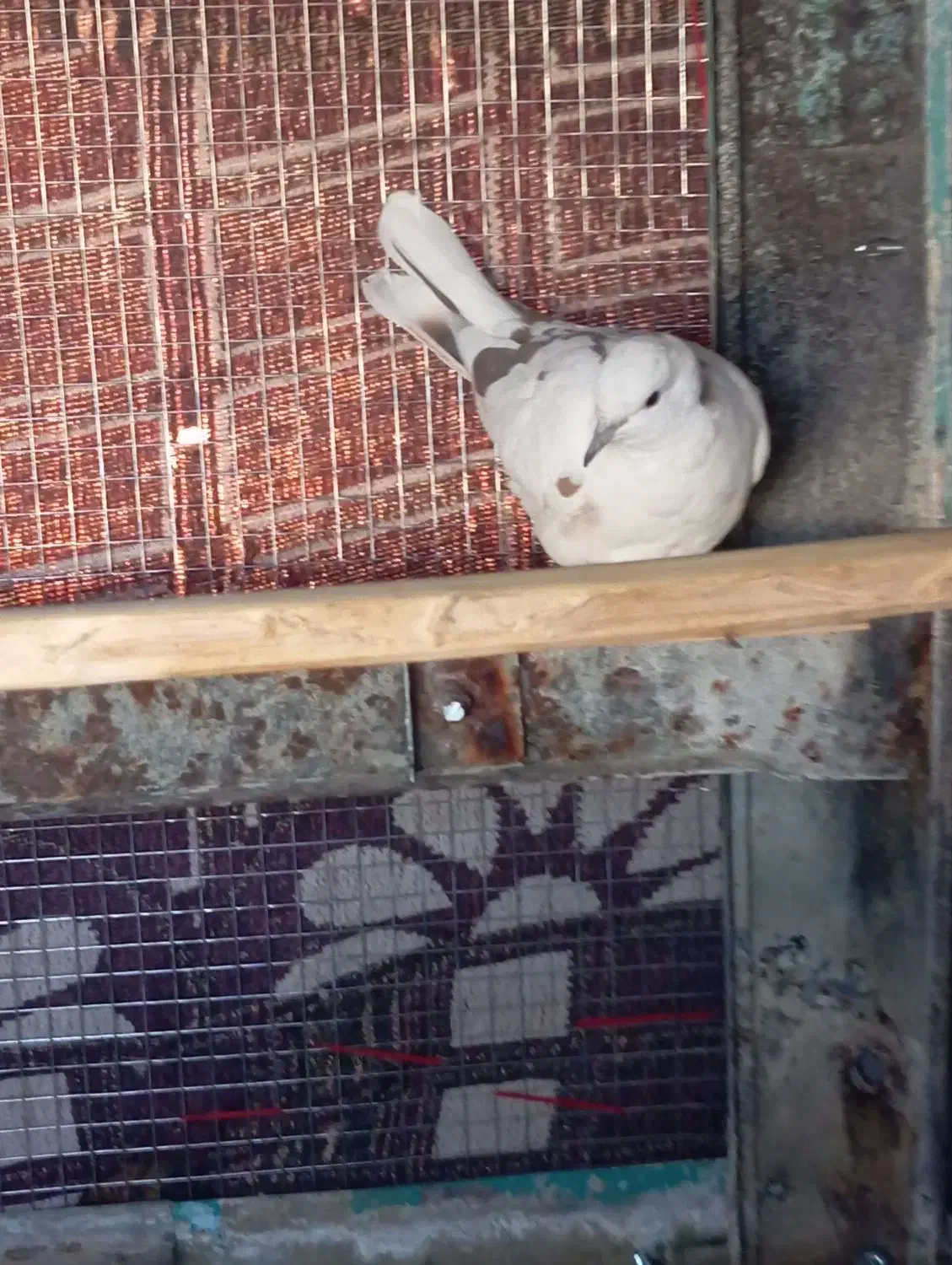 کپوت|پرنده|جالق, |دیوار