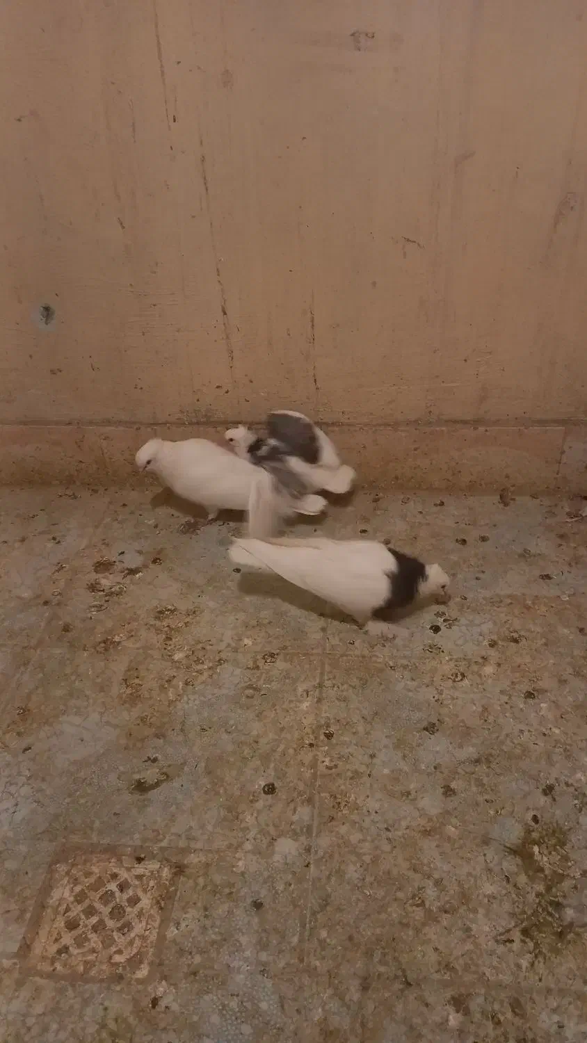 کبوتر‌طوقی‌با‌دوعدد‌جوجه|پرنده|بابا حیدر, |دیوار