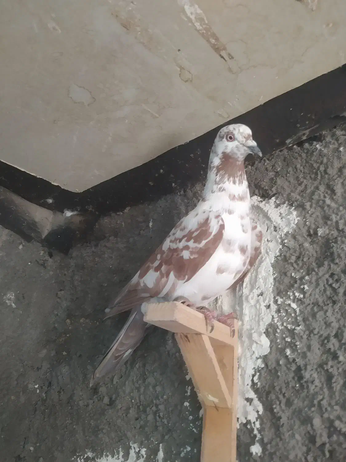 شامی وسارسرخ|پرنده|مشهد, هفده شهریور|دیوار