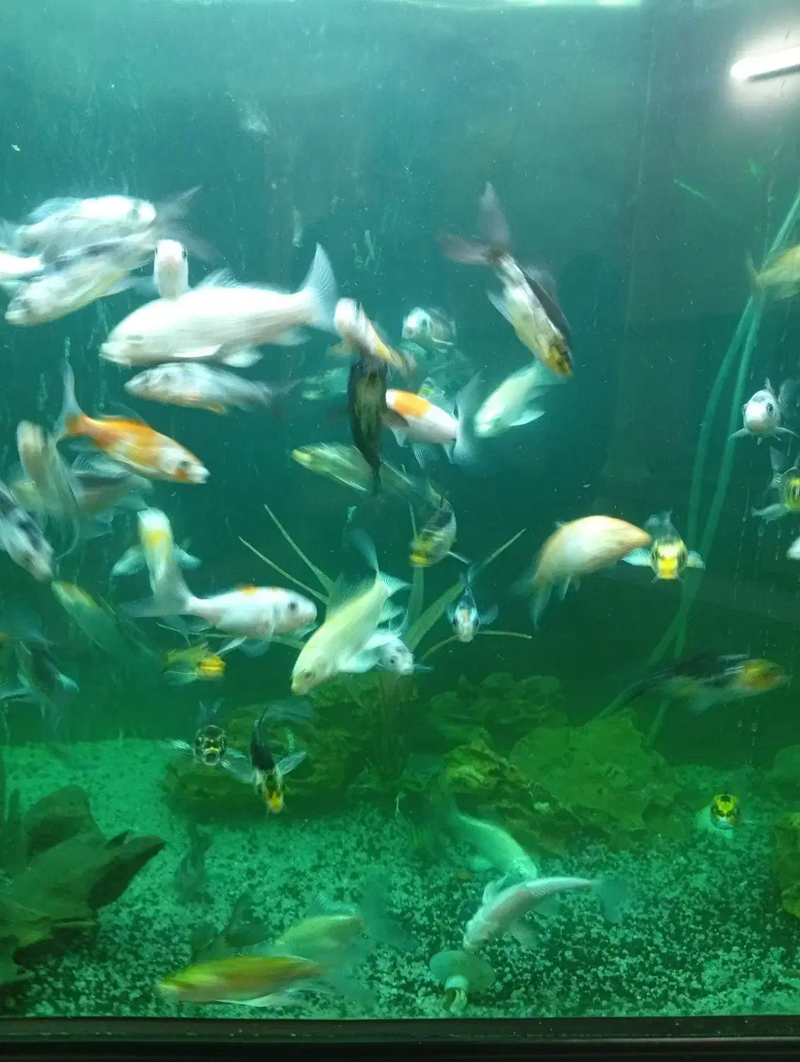 ماهی کوی ده سانتی باله بلند انواع نژاد|ماهی|کرمان, |دیوار