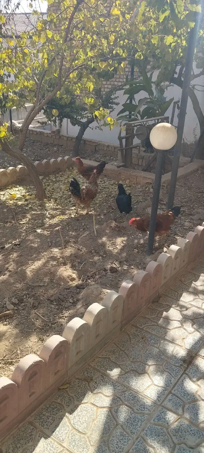 مرغ و خروس محلی|حیوانات مزرعه|هشتگرد, هیو|دیوار