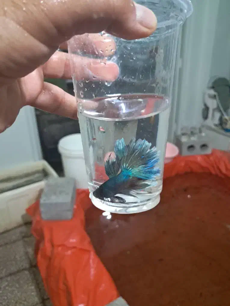 ماهی  زبرا و فایتر|ماهی|تهران, امام خمینی|دیوار