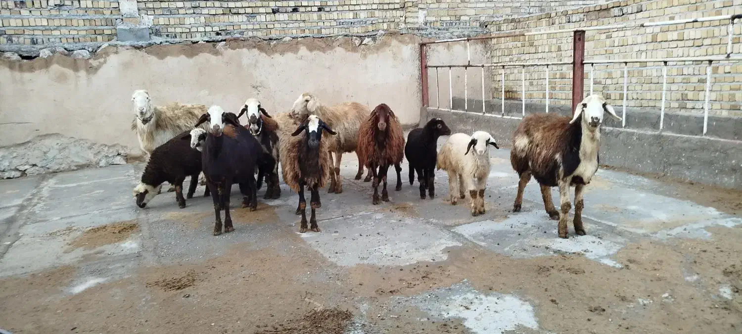 حیوانات|حیوانات مزرعه|بیرانوند, |دیوار