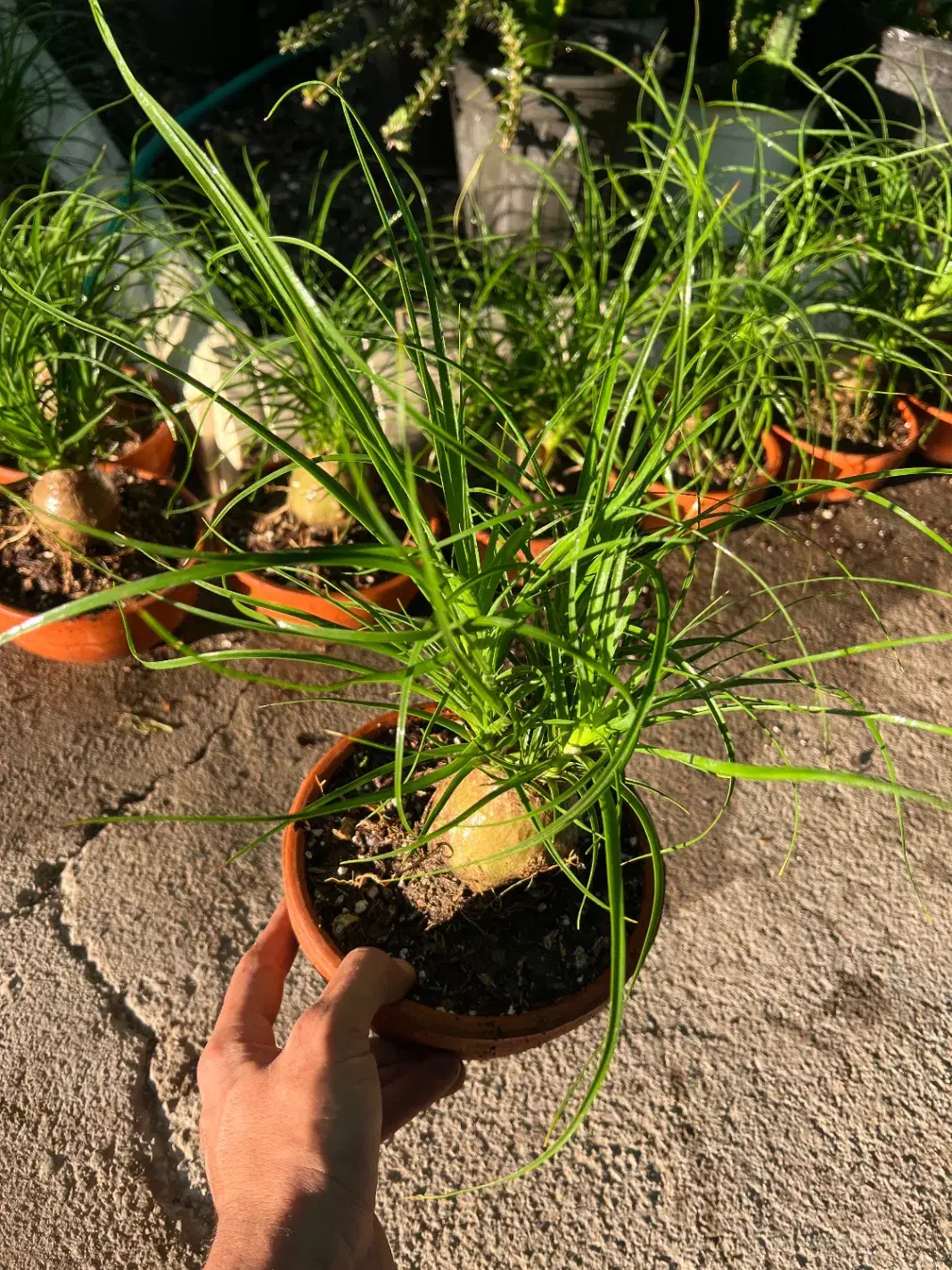 گل لیندا بونسای|گل و گیاه طبیعی|رشت, بیجارپس|دیوار