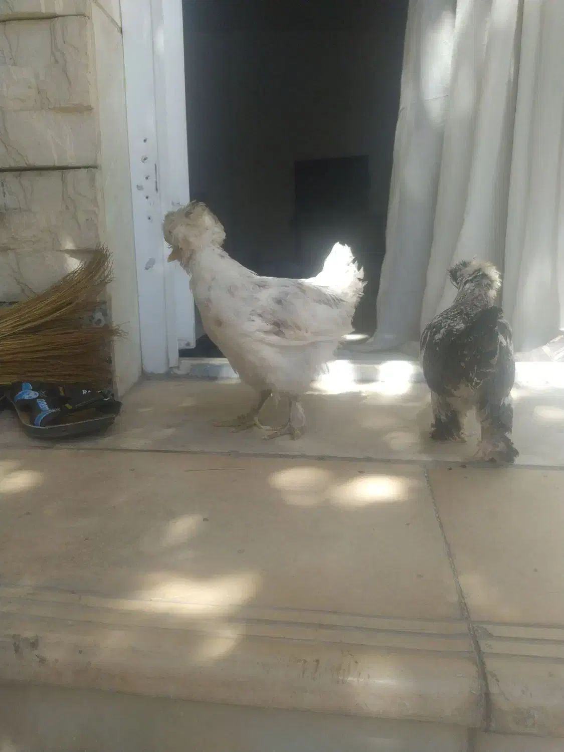 نیمچه مرغ وخروس کوشین وسلطان|حیوانات مزرعه|دهگلان, |دیوار