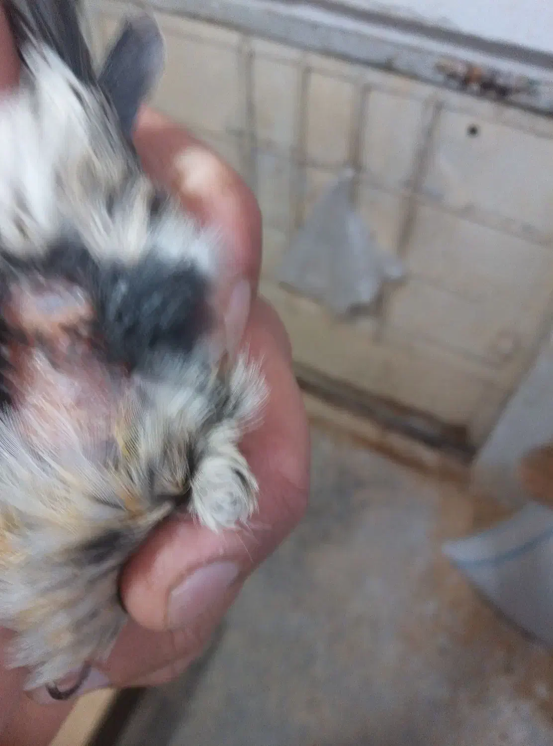 قناری ماده  آماده نگرو موزایکی|پرنده|مشهد, نیزه|دیوار