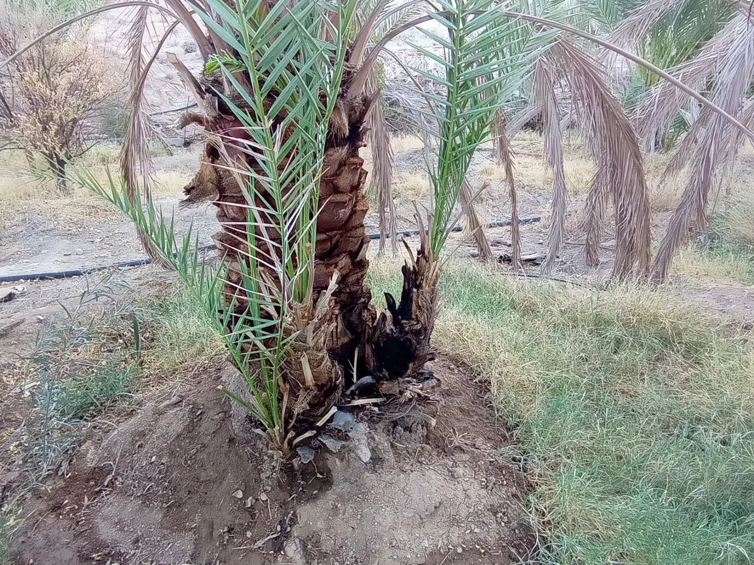 فسیل پیارم|گل و گیاه طبیعی|حاجی آباد, |دیوار