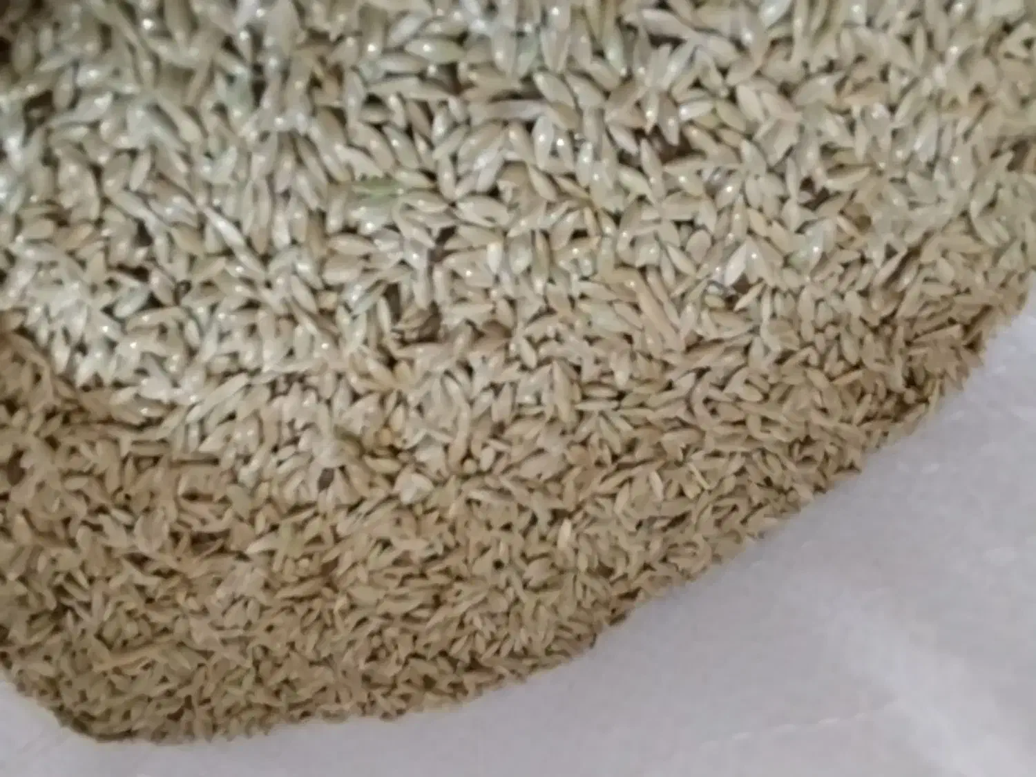 تخم کتان|عمده‌فروشی|مرودشت, دولت آباد|دیوار