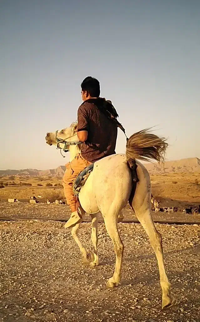 اسب|اسب و تجهیزات اسبسواری|برازجان, |دیوار