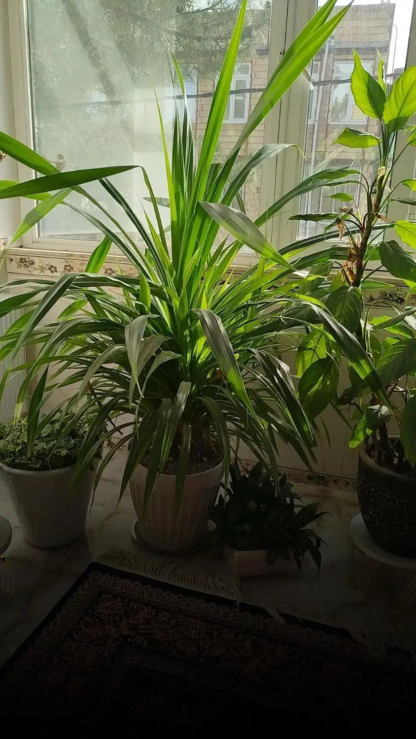 پاندانوس بزرگ و بسیار پرپشت|گل و گیاه طبیعی|کرمانشاه, |دیوار