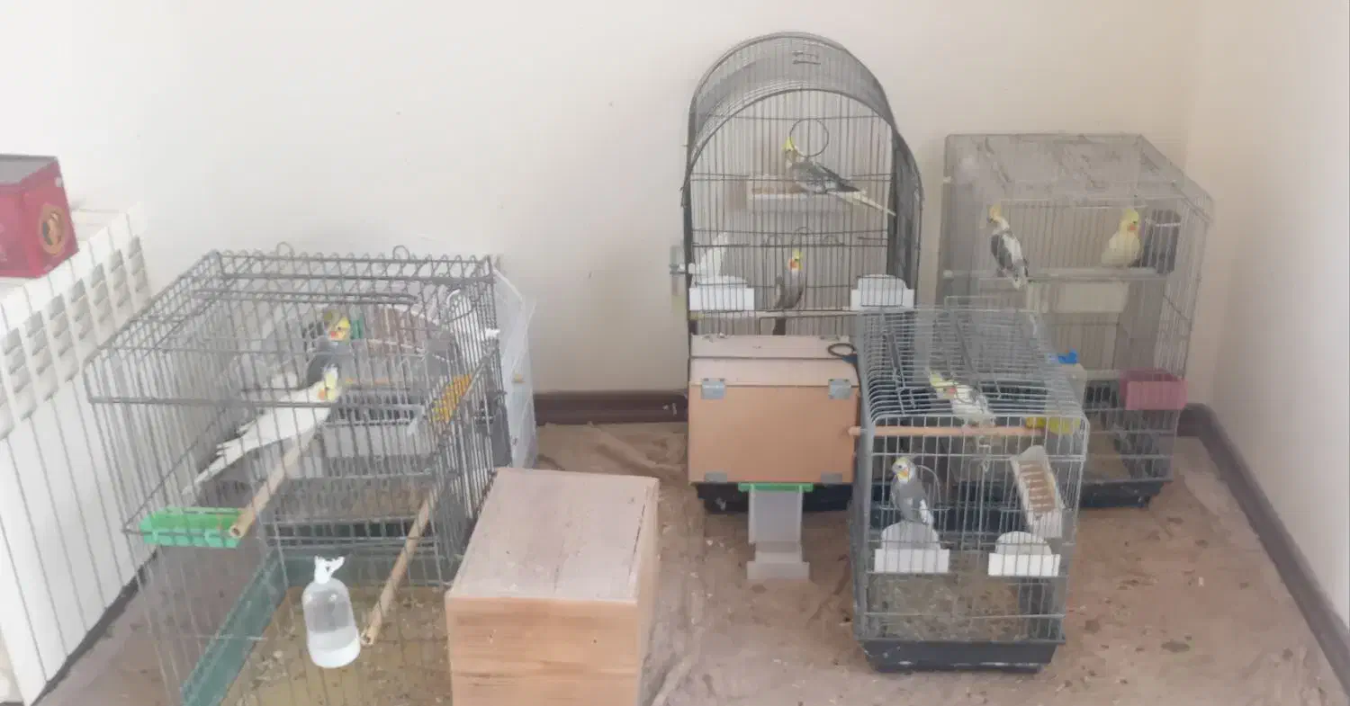 طوطی عروس هلندی|پرنده|آمل, |دیوار