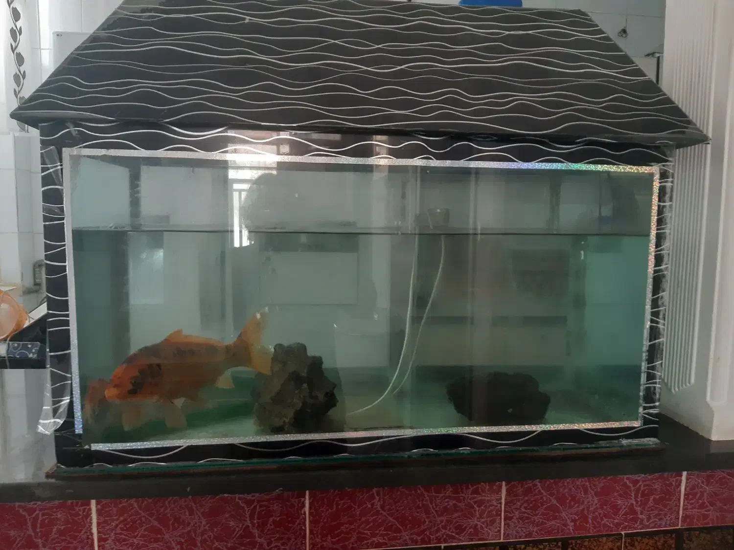 آکواریوم|ماهی|خرمآباد, |دیوار