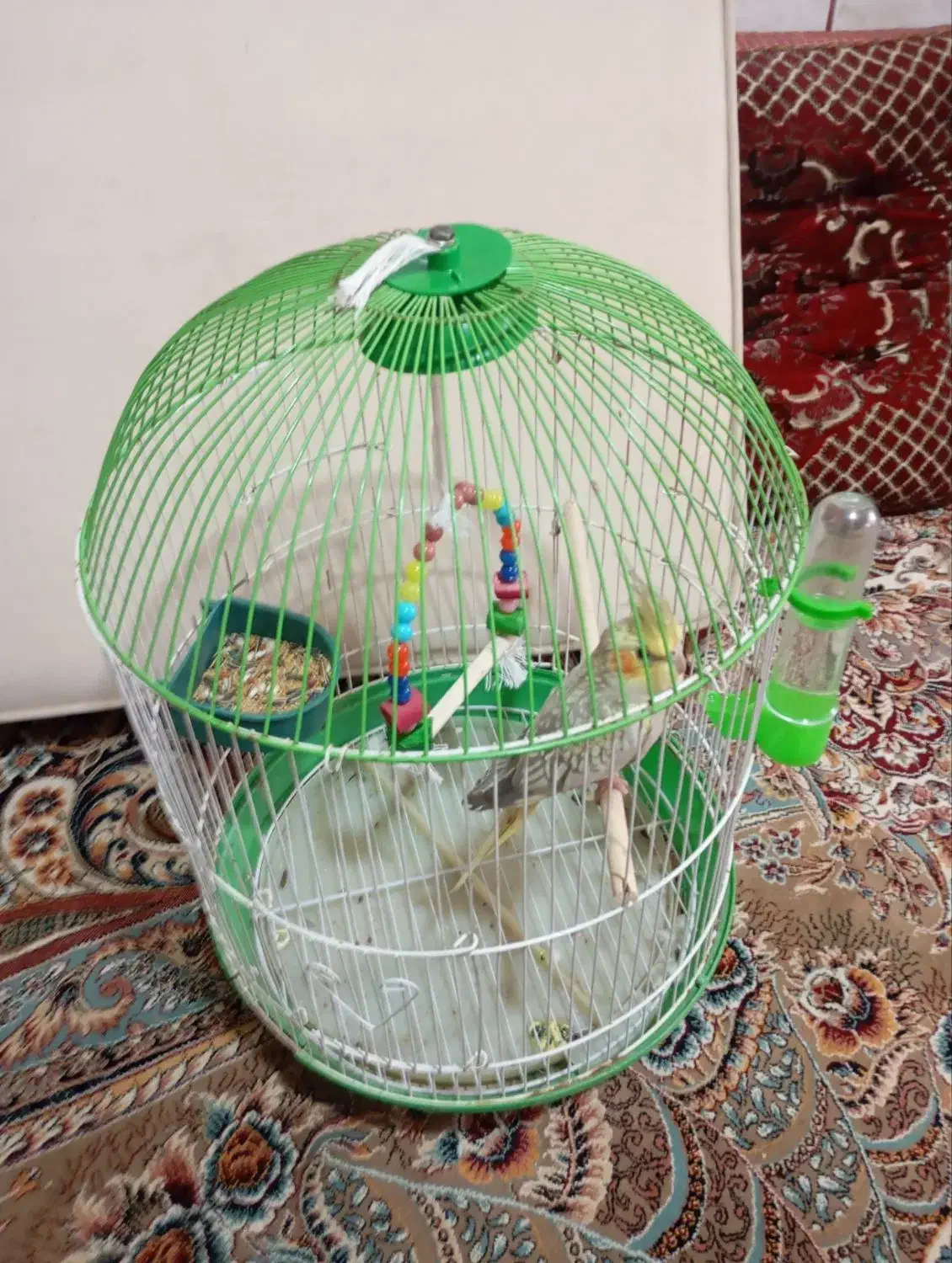 یک عروس هلندی|پرنده|گلستان (کرمان), |دیوار