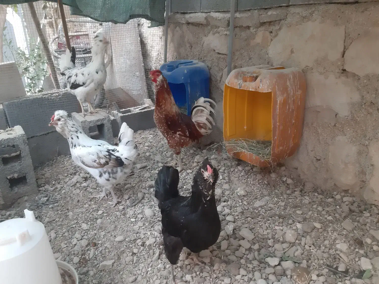 تخم مرغ گلین|حیوانات مزرعه|بندر کنگان, |دیوار