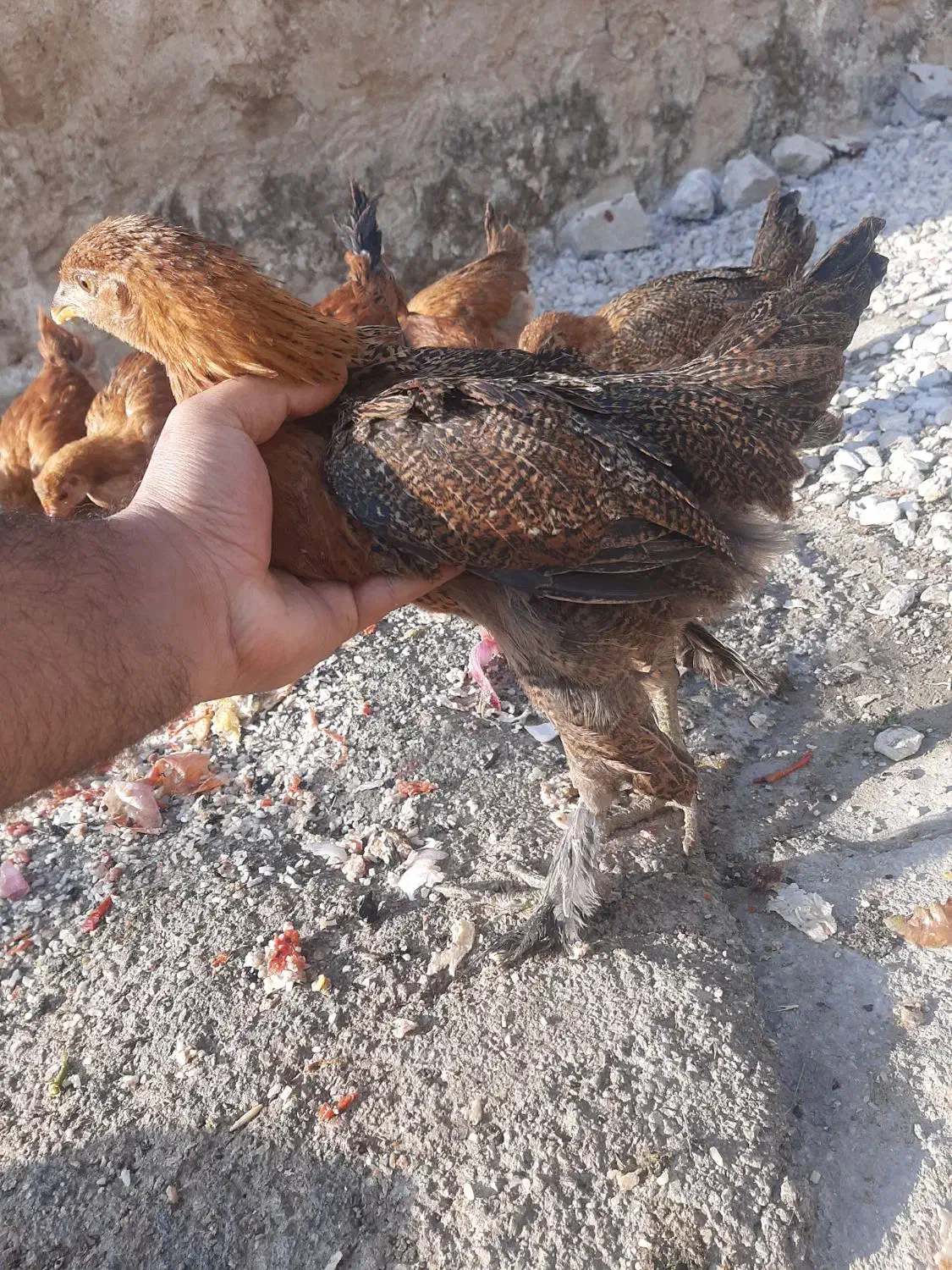 جوجه دیلگونی|حیوانات مزرعه|دهدشت, |دیوار