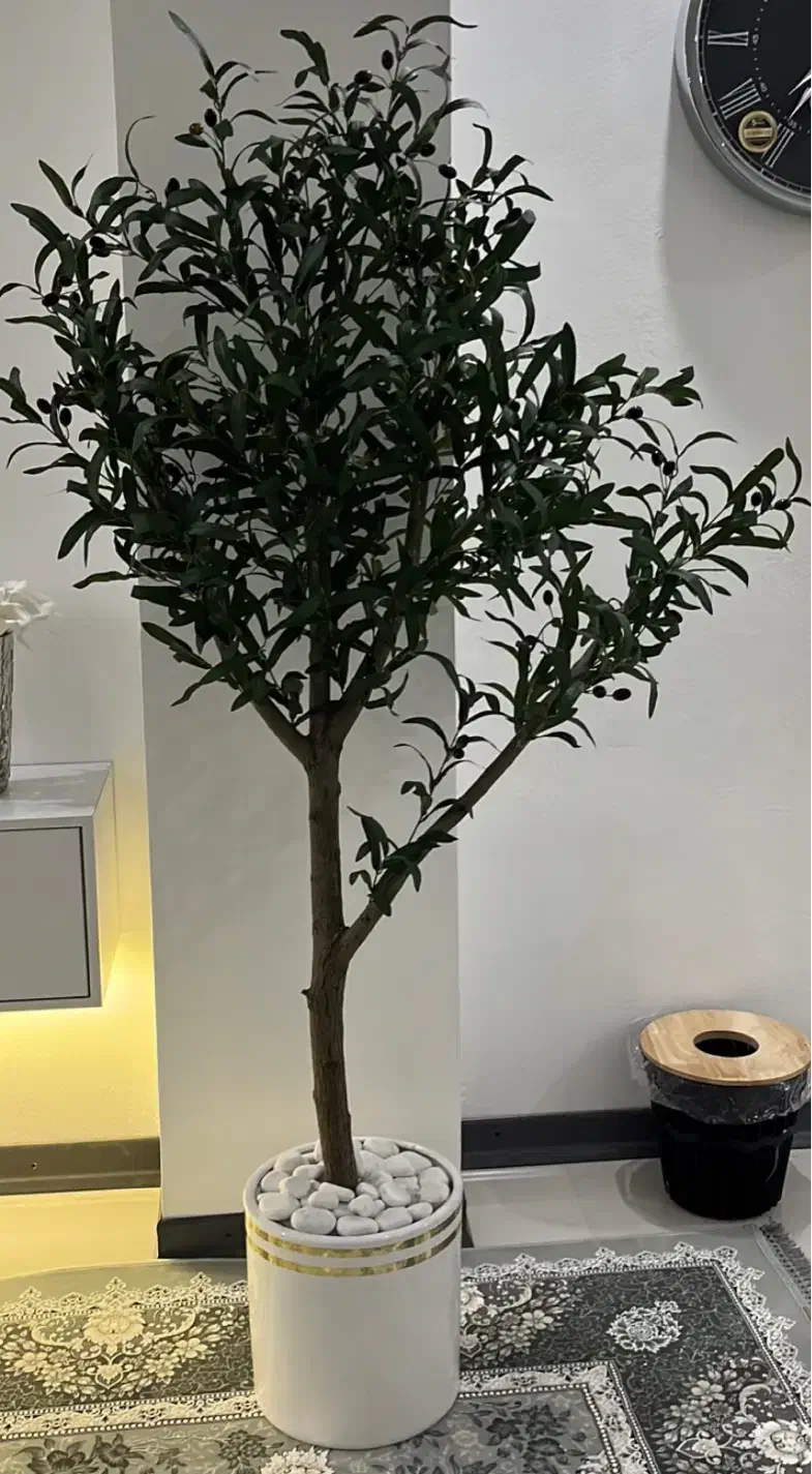 درخت زیتون با ۱۴ شاخه وارداتی زیتون با تنه طبیعی|گل مصنوعی|آمل, |دیوار