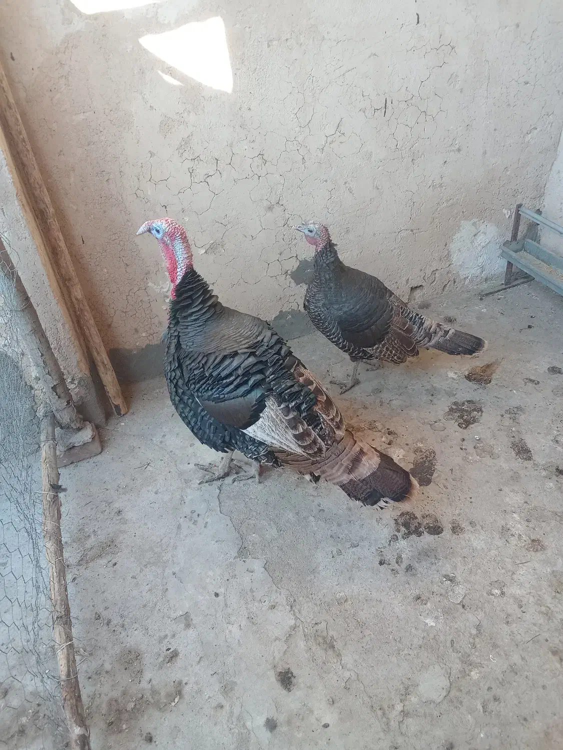 فروش‌یک‌جفت‌بقلمون|پرنده|امام, |دیوار