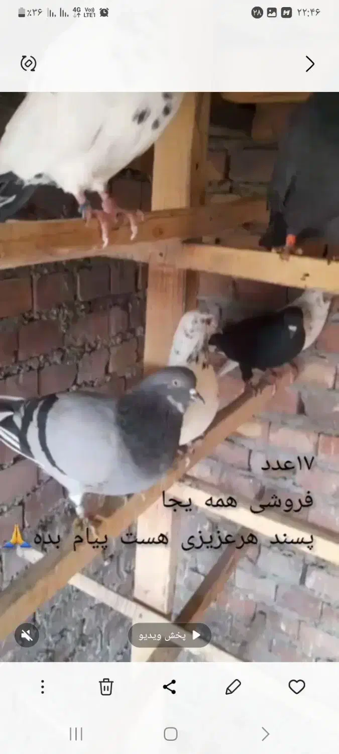 کبوتر|پرنده|نقده, |دیوار