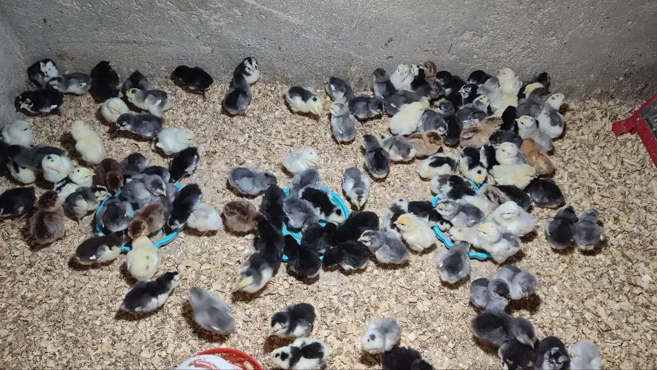 جوجه گلین لری کیفیت بالا وتخم نطفه دار|حیوانات مزرعه|تهران, بازار|دیوار