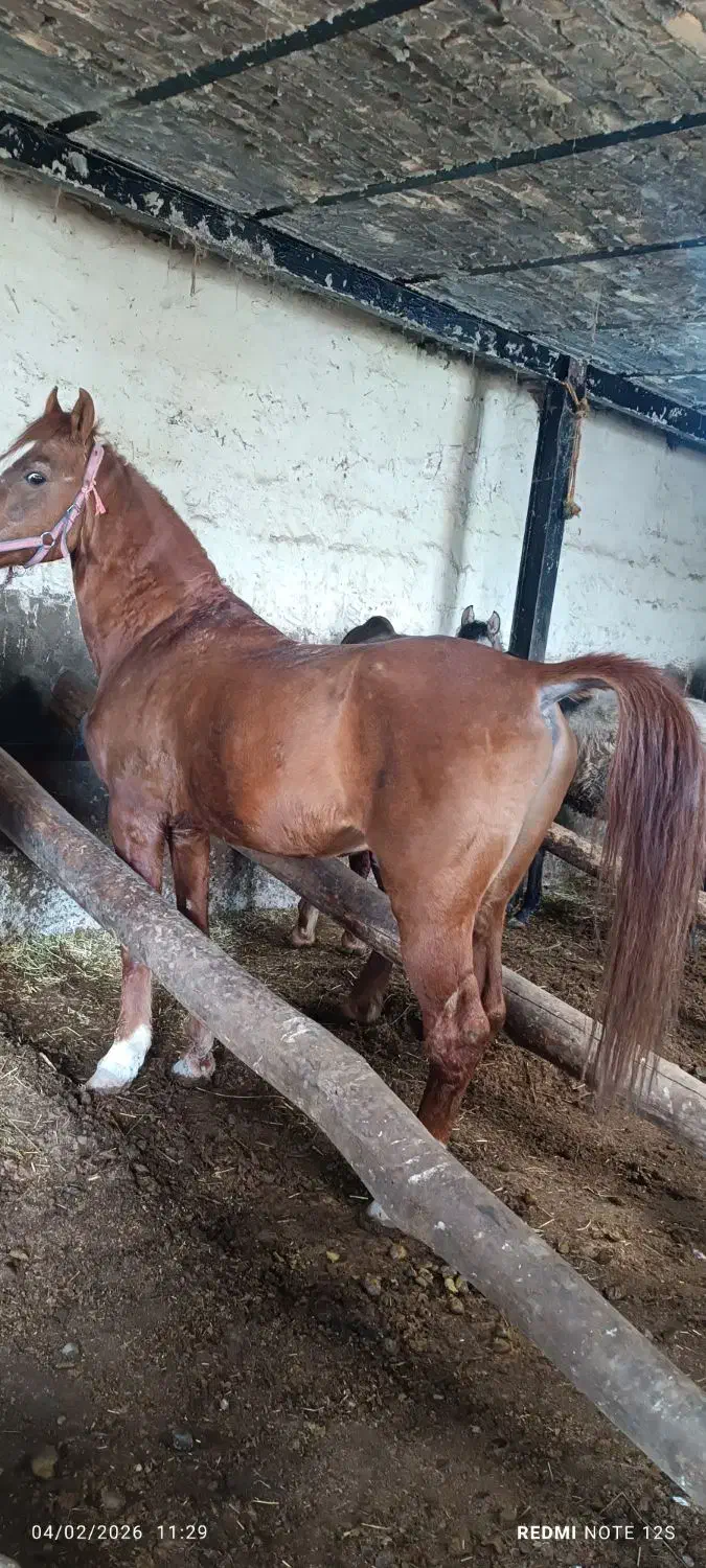 اسب پالانی|اسب و تجهیزات اسب‌سواری|سیلوانه, |دیوار