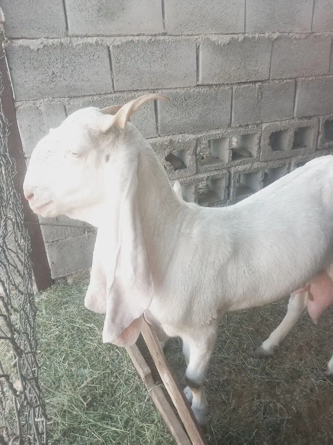 بز گلابی|حیوانات مزرعه|میناب, |دیوار