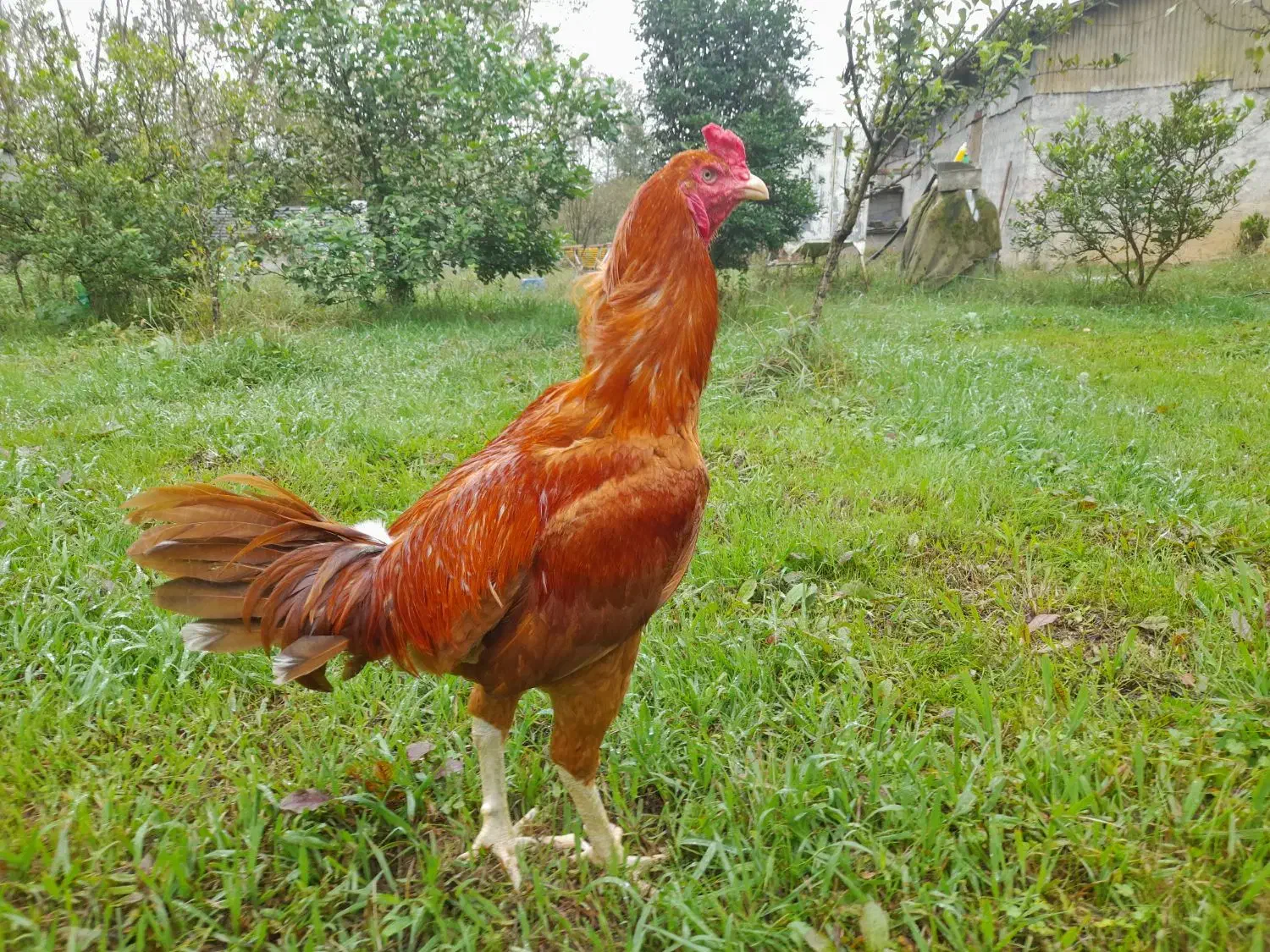 خروس لاری نزدیک سال|حیوانات مزرعه|لنگرود, |دیوار