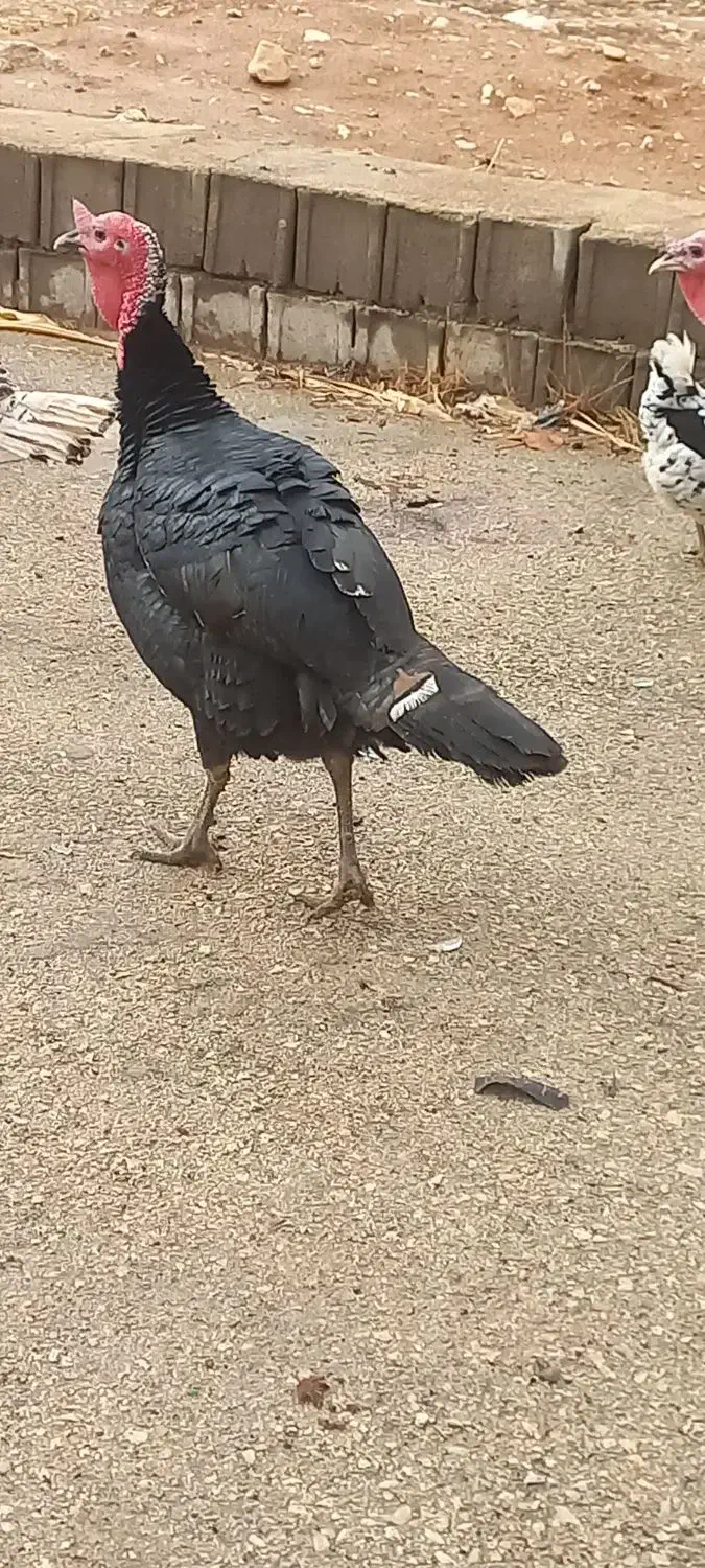 بوقلمون|حیوانات مزرعه|یاسوج, |دیوار