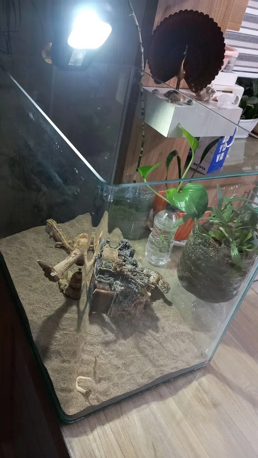 اکواریوم شرکتی|ماهی|مشهد, امیریه|دیوار