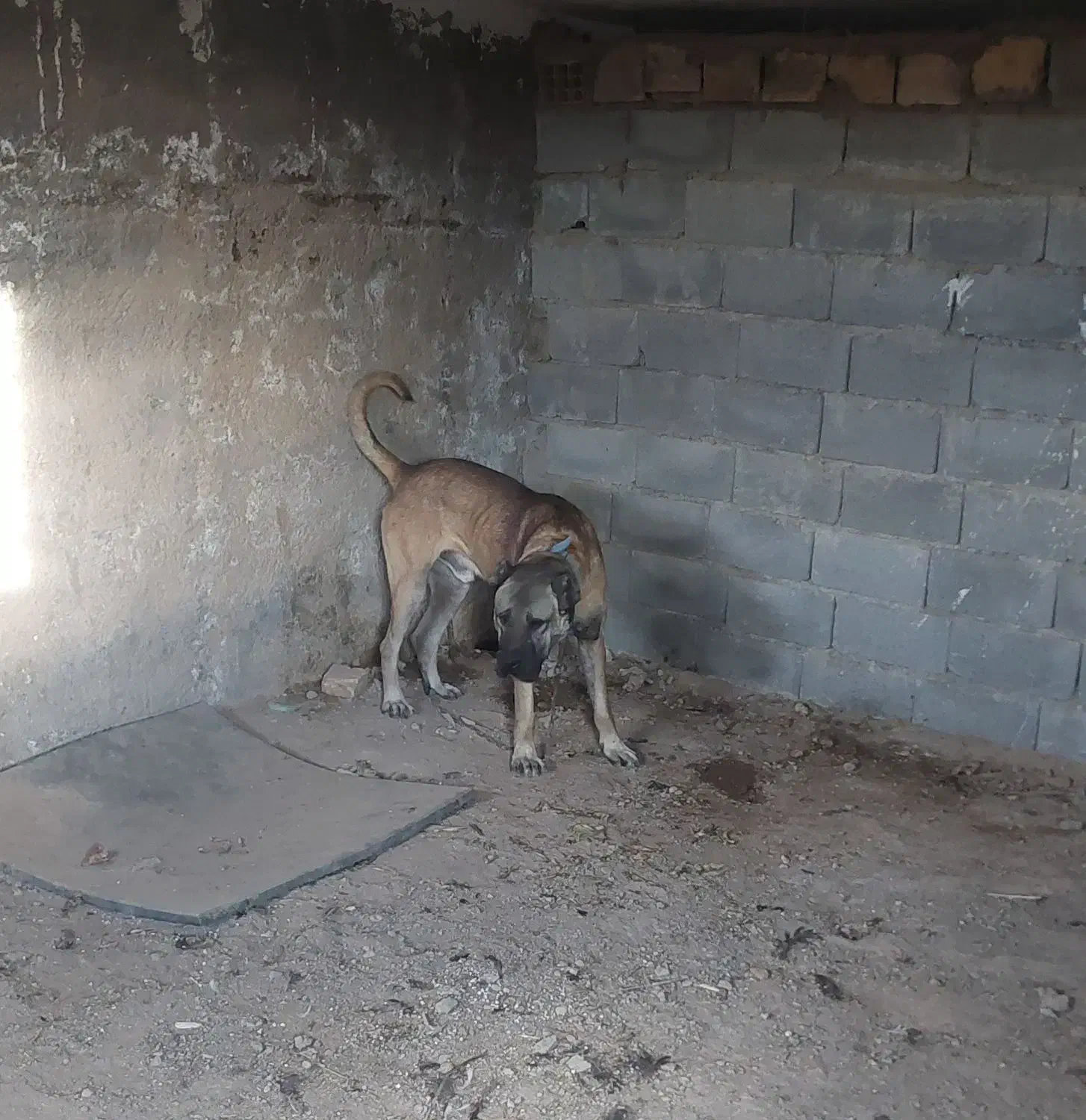 سرابی|سگ|محمدیه-قزوین, |دیوار