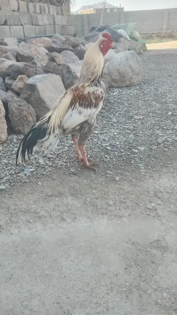 خروس|حیوانات مزرعه|مهرستان, |دیوار