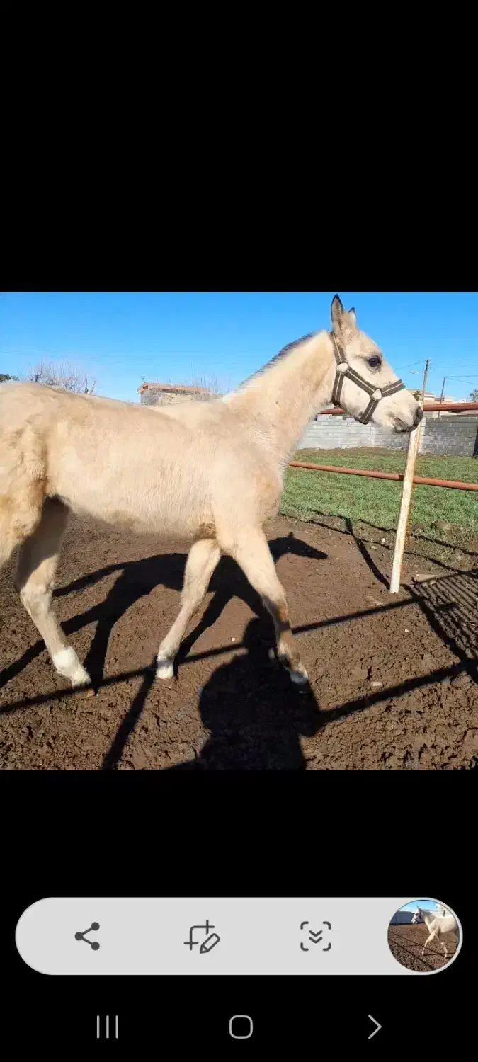 فروش نریون|اسب و تجهیزات اسب‌سواری|کرمان, |دیوار