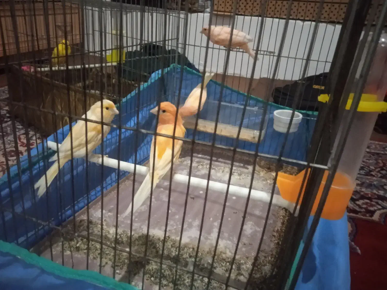 قناری|پرنده|سنندج, |دیوار