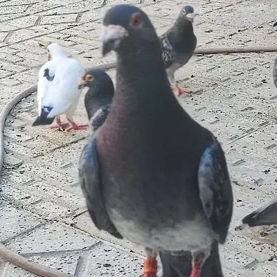 تهرانی گم کردم|پرنده|اهر, |دیوار