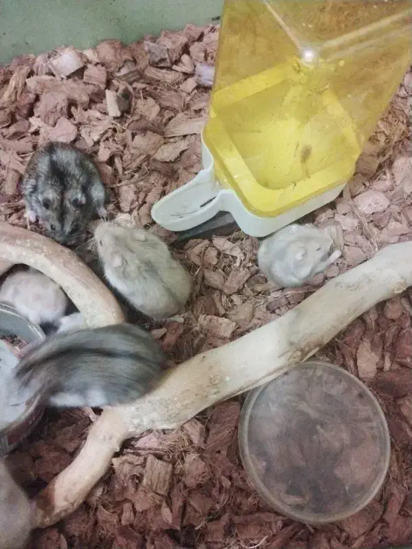 همستر کمپل|موش و خرگوش|تهران, جیحون|دیوار